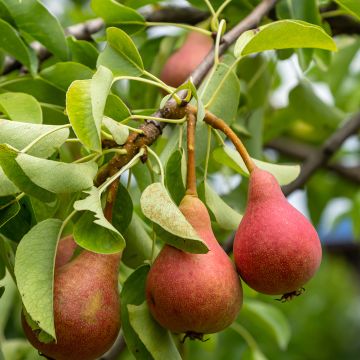 Pera Poire de Sang