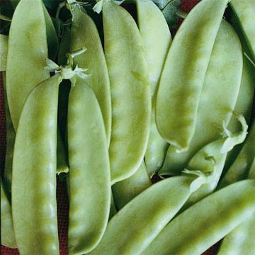 Guisantes verdes Caroubel