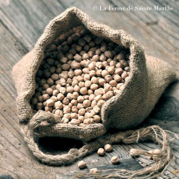 Garbanzo Pascia