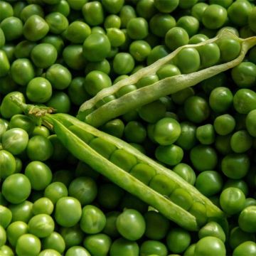 Guisantes verdes Orion