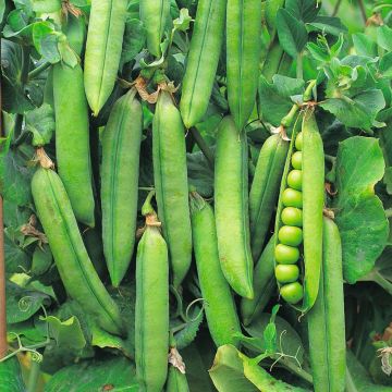 Guisantes verdes Rondo