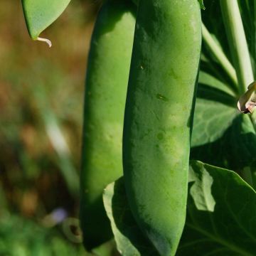 Guisantes verdes Rondo Bio