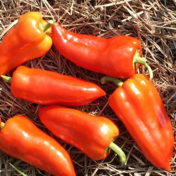 Pimiento Ferenc Tender
