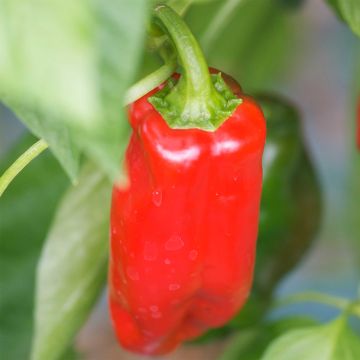 Pimiento Rojo Marconi