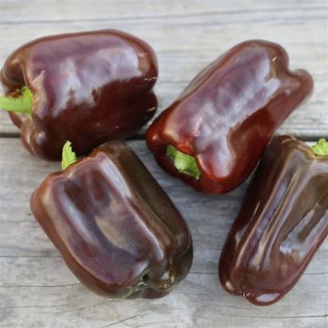 Pimiento Chocolate