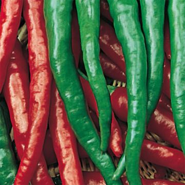 Pimiento Long des Landes Bio