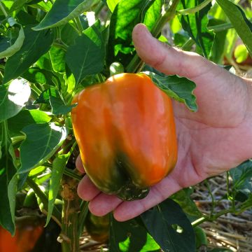 Pimiento Oreny F1