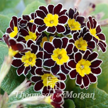 Primula vulgaris Gold Laced