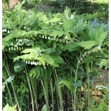 Polygonatum Weihenstephan - Sello de Salomón
