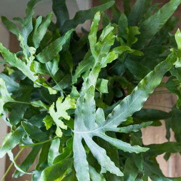 Phlebodium pseudoaureum - Helecho