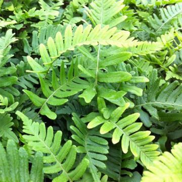 Polypodium vulgare Bifido Multifidum - Helecho