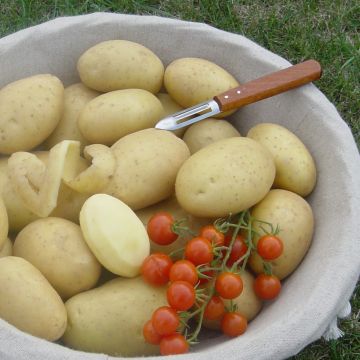 Patata Bintje