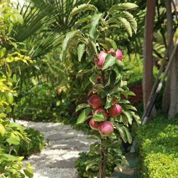 Manzano de flor Apollo