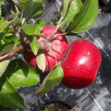 Manzano Red Love