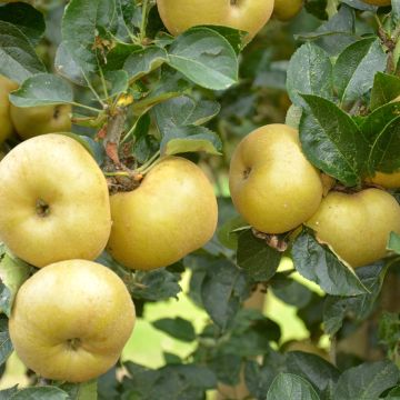 Manzano Reinette Blanche du Canada