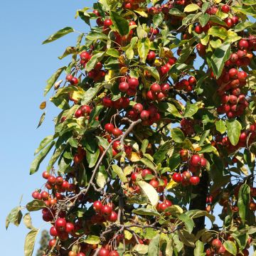 Malus sieversii - Manzano de flor