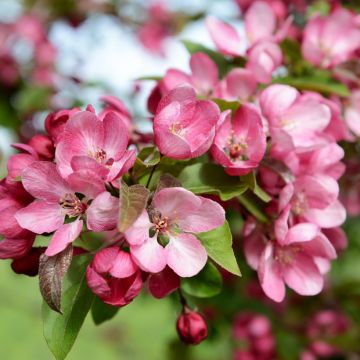 Manzano de flor Indian Magic