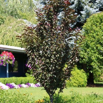 Manzano de flor Raspberry Spear