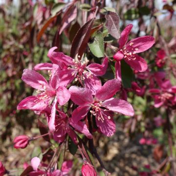 Malus Royal Beauty Variegata - Manzano de flor