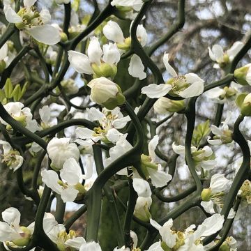 Naranjo trifoliado Flying Dragon - Poncirus trifoliata