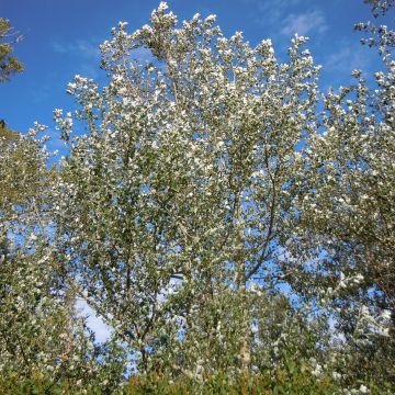 Populus alba Nivea - Álamo blanco