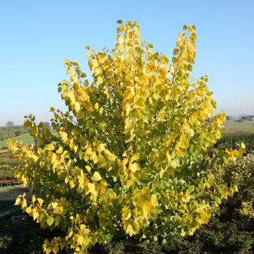 Populus x canadensis Serotina Aurea - Álamo negro del Canadá
