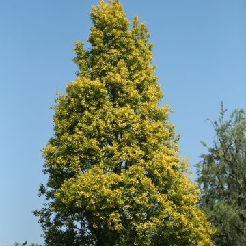 Populus nigra Lombardy Gold - Álamo negro