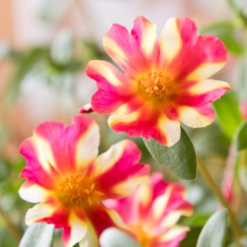 Portulaca oleracea Campino Twist Pink Portulaca oleracea Campino Twist Pink