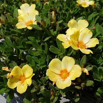 Portulaca oleracea Pazzaz Nano Yellow Twist