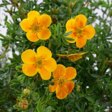 Potentilla fruticosa Mandarin Tango