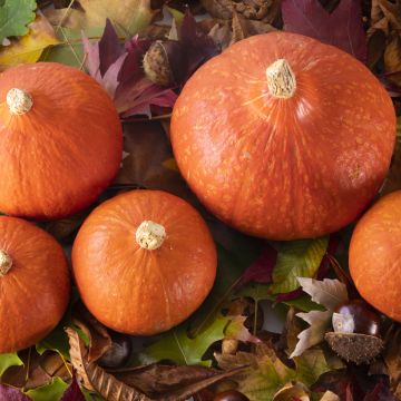 Calabaza Divine F1 GV 52054
