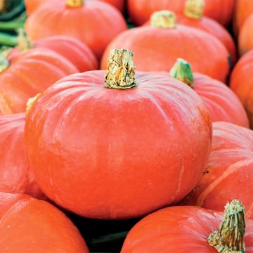 Calabaza Flexi Kuri F1 BIO Calabaza Flexi Kuri F1 BIO