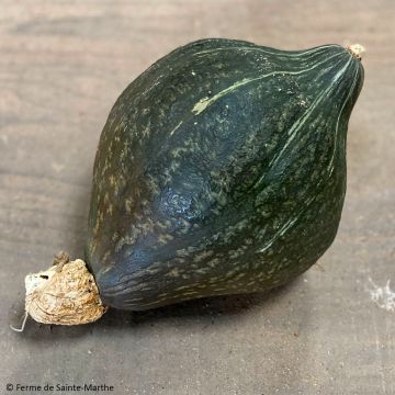 Calabaza Anna Swartz Hubbard