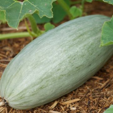 Calabaza Banana Blue