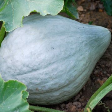 Calabaza Blue Hubbard