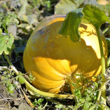 Calabaza Gele Reuzen