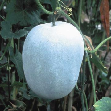 Calabaza China Twonga