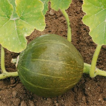 Calabaza Vert Olive