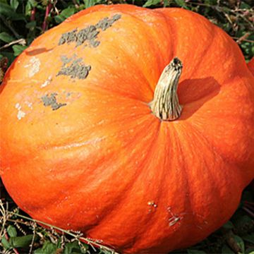 Calabacín Jack O'Lantern
