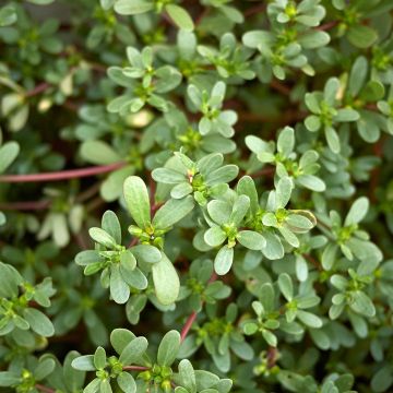Verdolaga común (plantas)