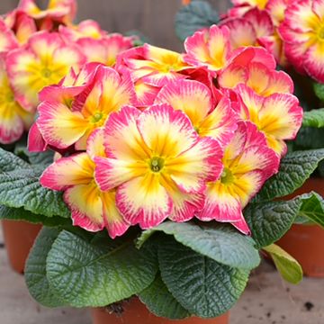 Prímula Cabaret Bicolor Rosa y Amarillo Prímula Cabaret Bicolor Rosa y Amarillo