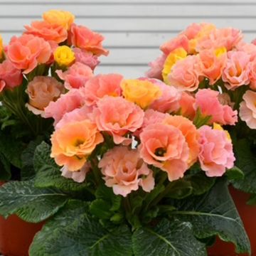 Prímula Frilly Salmon and Peach