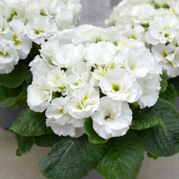 Prímula Frilly White - Primula acaulis