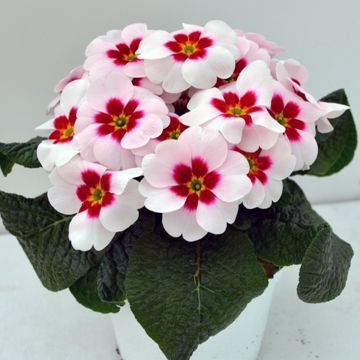 Prímula Japan