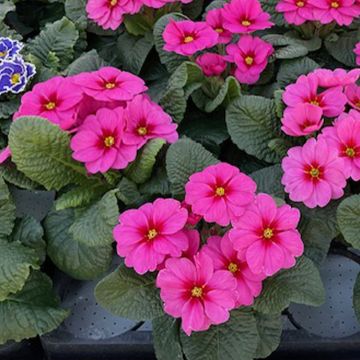 Prímula Raesberry Rose - Primula polyanthus
