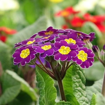 Primula elatior Veristar Late Twinkle Violet