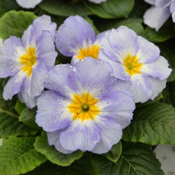 Prímula Porcelain Blue - Primula vulgaris