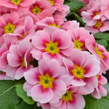 Prímula Ringostar Cherryblossom - Primula acaulis