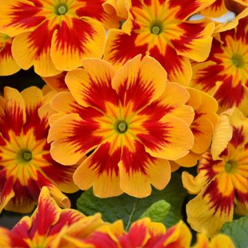 Prímula Starfire - Primula vulgaris
