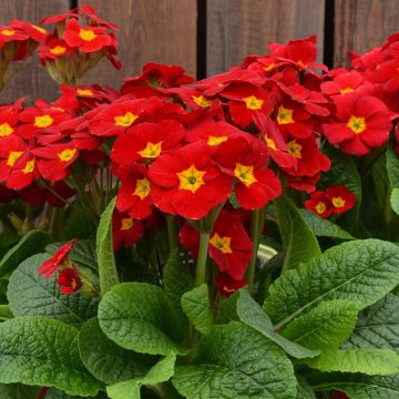 Primula eliator Veristar Late Red F1